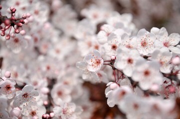 blossoming in spring