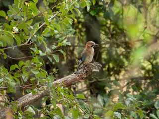 young jay bird on a branch