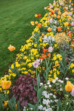 Vertical image with long flowers alley In bloom flower bed with tulips, ranunculus, and other spring flowers in bloom with lawn grass in background