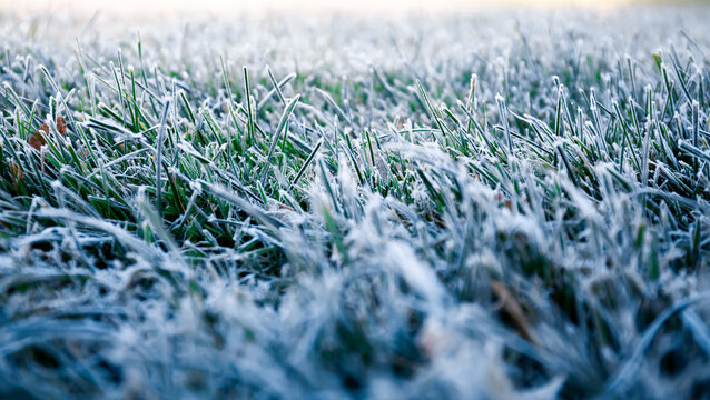 Morning dew froze on a green grass. First frost. Preparing the lawn for wintering. Close-up. Copy space. Banner. Late autumn. Conceptual background of weather forecast. Nature detail. Winter season