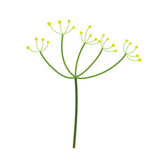 A branch of dill. Vector isolated on a white background