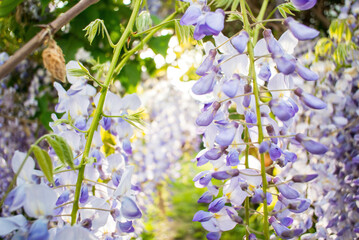 View of Wisteria plant flowers in early spring - beautiful flowering plants in the legume family