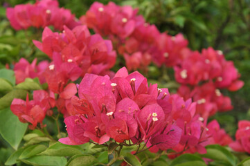 Beautiful bougainvillea flowers