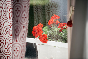 View from room interior of gardenia flower in white pot - reflection in the glass window cozy calm hygge atmosphere