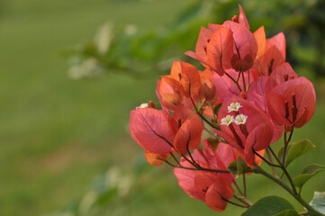 Beautiful bougainvillea flowers