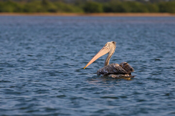 Pelican swimming in a lake