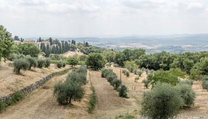 Fototapeta na wymiar hilly landscape with olive trees, near Castellina in Chianti, Italy