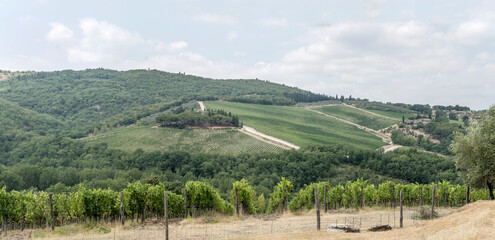 Fototapeta na wymiar hilly vineayards, near Castellina in Chianti, Italy