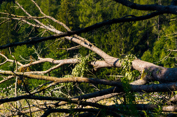 Summer in the Moravian Karst. Typical karst landscape. Detailed view.  Moravian Karst, South Moravia, Czech Republic.