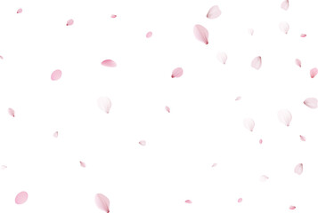 Sakura petals