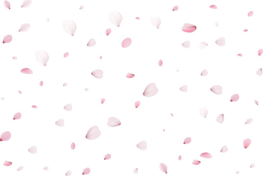 Sakura petals