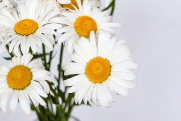 A bouquet of large daisies in a vase on a white background. Medium plan, selective snapshot. Selective focus.