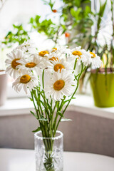 A bouquet of large daisies in a vase on a white background. Medium plan, selective snapshot. Selective focus.