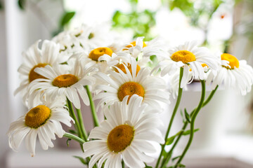 A bouquet of large daisies in a vase on a white background. Medium plan, selective snapshot. Selective focus.