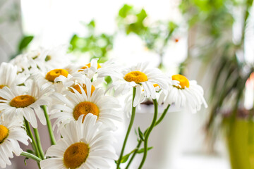 A bouquet of large daisies in a vase on a white background. Medium plan, selective snapshot. Selective focus.