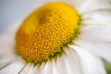 The middle of a daisy is a close-up. macro photography of a flower. Medium plan, selective snapshot. Selective focus.