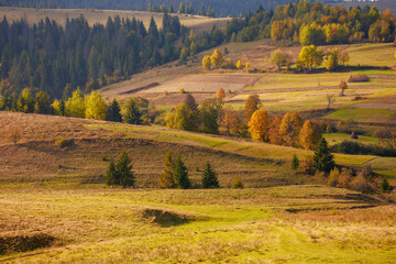 Fototapeta premium countryside mountain landscape. rural fields, pastures and trees on rolling hills. transcarpathian scenery of volovets region on a sunny autumn day