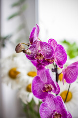 A beautiful tiger orchid flower in a blurry background on a window indoors at home. A flower of a bright orchid on a blur background. Selective focus.