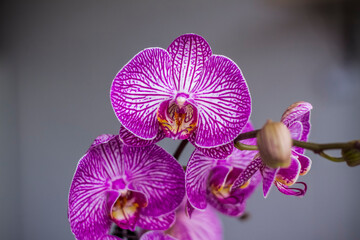 A beautiful tiger orchid flower in a blurry background on a window indoors at home. A flower of a...