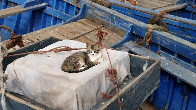 Street cat sleeps on Moroccan zellige tiles in the Medina of Marrakech, Morocco. 4k footage.