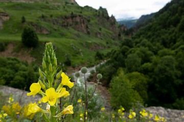 Yellow wildflower close-up on the background of a green mountain gorge with a river.