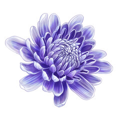 Obraz premium drawing of purple flower.