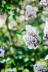 Close-up macro shot of violet-purple lilac tree branch in bloom - tilt-shift lens used focus