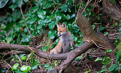 Fox cubs playing near their den