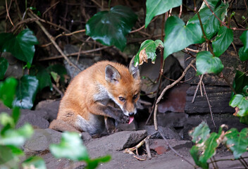 Fox cubs playing near their den