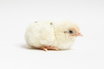 young yellow chick sitting on a white background