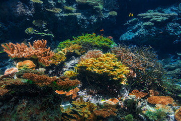 Naklejka na ściany i meble Coral reef Underwater coral sea life in Aquarium
