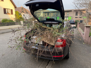 Rear view of car trunk full with multiple branches during the summer cleaning of the garden -...