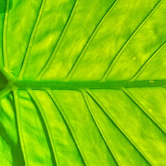 Green Leaf. Close Up View. Square Photo