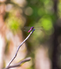 dragonfly on a branch