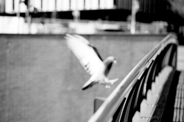 Black and white image silhouette of pigeon on landing on the steel fence