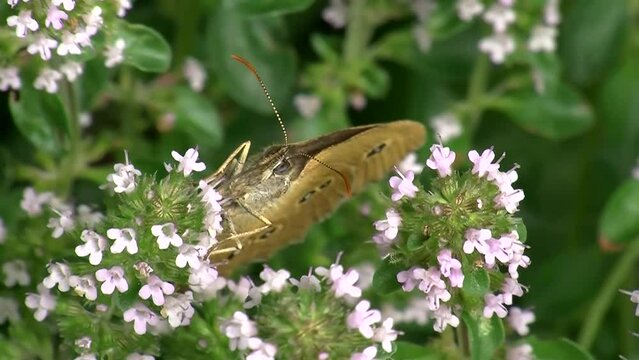 Majoran und brauner Waldvogel (Schmetterling) in Nahaufnahme