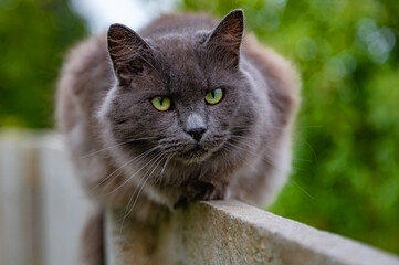 Cat is resting sitting on the fence. Homeless adult cat is lying on the fence.