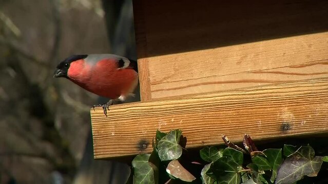 Ein Gimpel-M&auml;nnchen am Vogelhaus