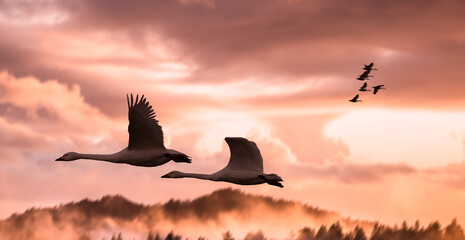 Tundra Swans flying against a sunset sky. wild birds and beautiful landscape concept.