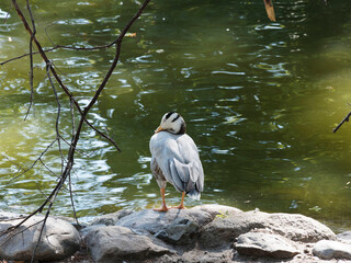 Anser indicus | Bar-headed goose. Beautiful pale grey goose with black bars on head