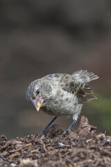 Galapagos Medium Ground-Finch (Geospiza fortis), Santa Cruz Island, Galapagos, Ecuador