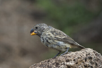 Galapagos Medium Ground-Finch (Geospiza fortis), Santa Cruz Island, Galapagos, Ecuador