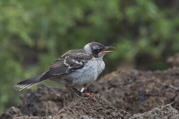 Galapagos Mockingbird (Nesomimus parvulus) suffering from avian or bird pox, Santa Cruz Island, Galapagos, Ecuador