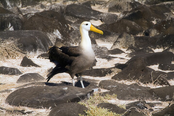 Waved Albatross, Galápagos Albatross, Punta Suarez, Española Island, Galápagos Islands,  Ecuador