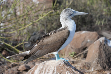 Galapagos Blue-footed Booby (Sula nebouxii excisa), North Seymour Island, Galapagos, Ecuador
