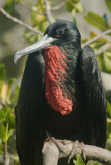 Great Frigatebird, male, Genovesa Island, Galapagos Islands, UNESCO World Heritage Site, Ecuador