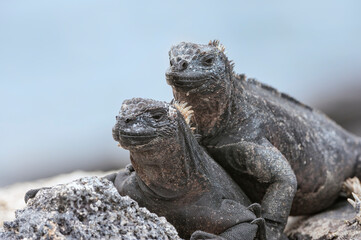 Marine Iguanas (Amblyrhynchus cristatus hassi), Punta Espinoza, Fernandina Island, Galapagos, Ecuador