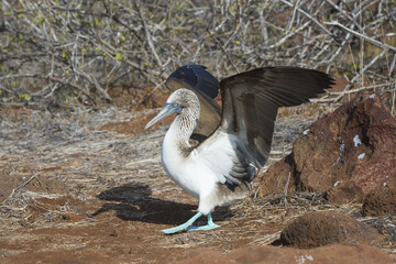 Galapagos Blue-footed Booby (Sula nebouxii excisa), North Seymour Island, Galapagos, Ecuador