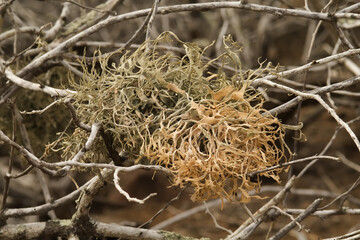 Lichen on a tree, Santa Fe Island, Galapagos Islands, Ecuador.