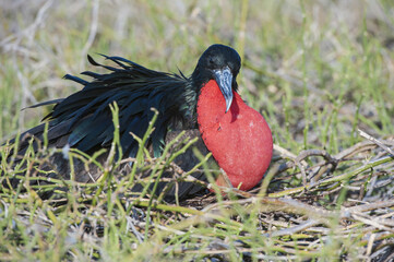 Magnificent Frigate Bird male (Fregata magnificens), North Seymour Island, Galapagos, Ecuador